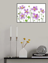 Anemone Japonica Poster och Canvastavla