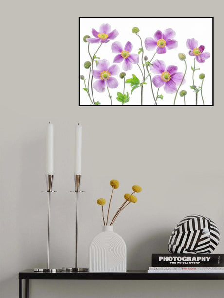 Anemone Japonica Poster och Canvastavla
