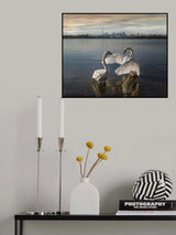 My swan lake Poster och Canvastavla