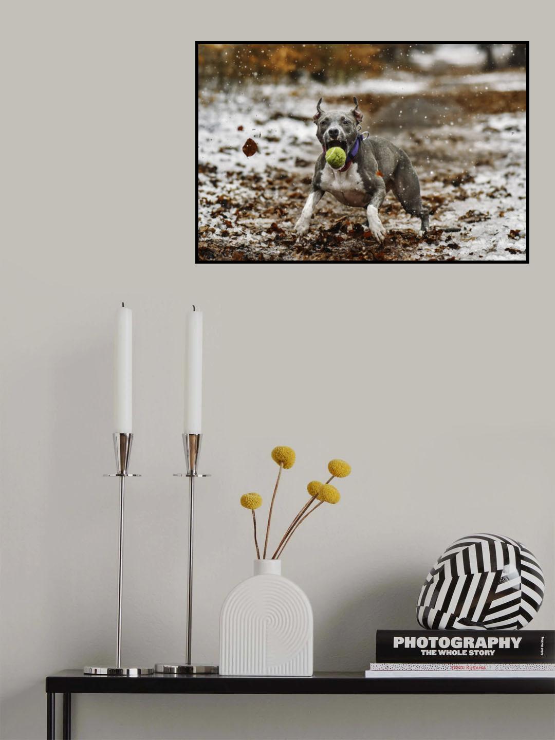 Catch the ball. Poster och Canvastavla