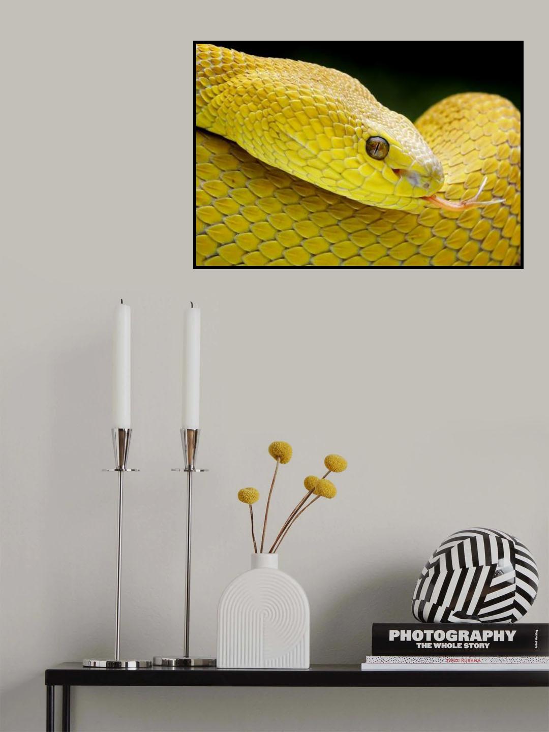 Yellow Viper Poster och Canvastavla