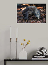 King of Komodo Poster och Canvastavla