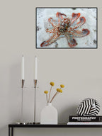 Octopus Poster och Canvastavla