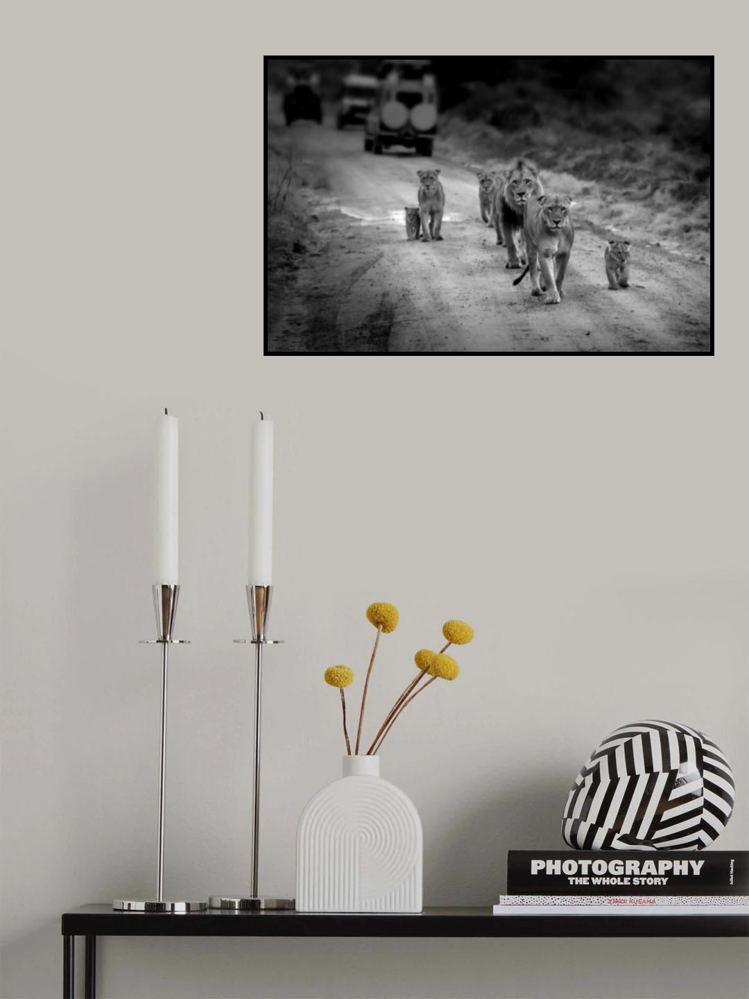 Lion Family Maasai Mara Poster och Canvastavla