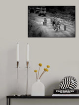 Lion Family Maasai Mara Poster och Canvastavla