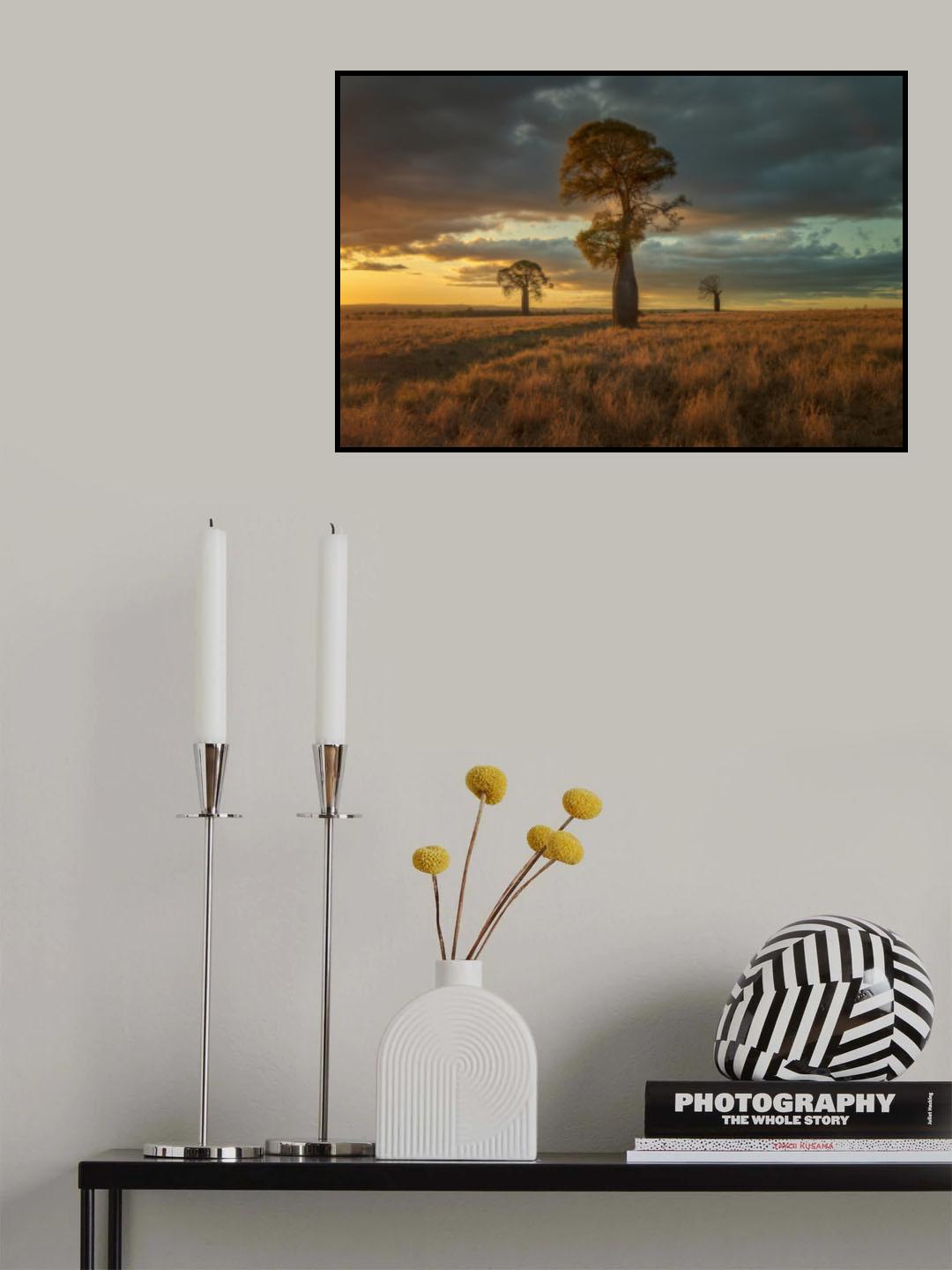 Australian Baobad Poster och Canvastavla