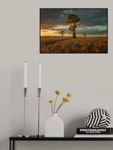 Australian Baobad Poster och Canvastavla