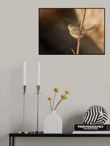 Graceful Prinia Poster och Canvastavla