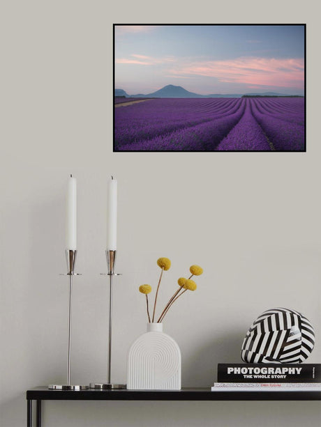 Lavender field Poster och Canvastavla