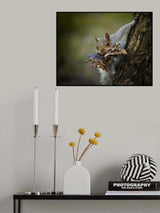 Nest Building Squirrel Poster och Canvastavla