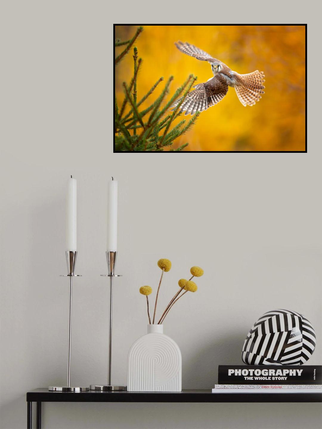 American Kestrel Poster och Canvastavla