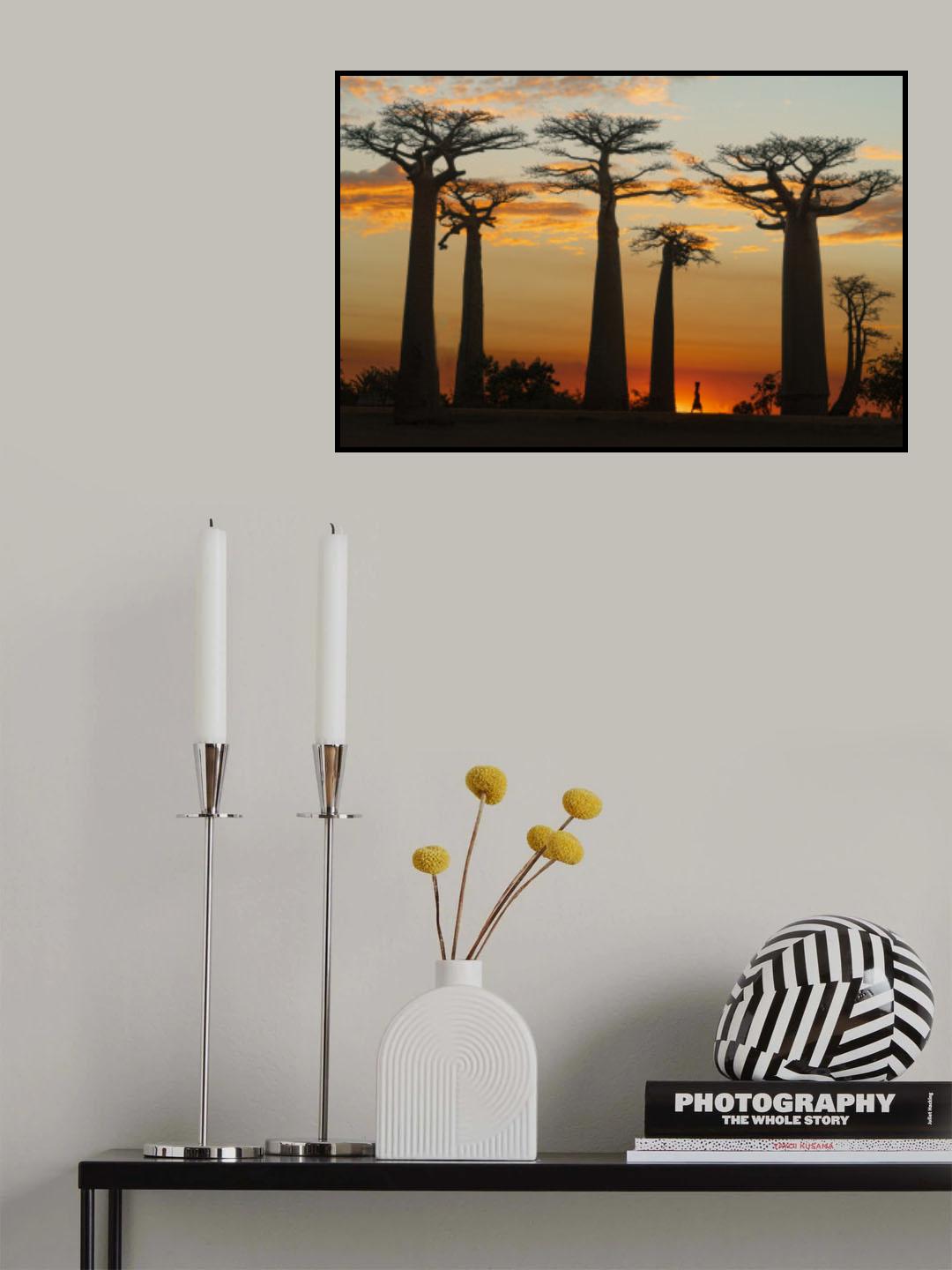 Baobabs in Sunset Poster och Canvastavla