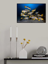 Underwater photography-Indian ocean sweetlips Poster och Canvastavla