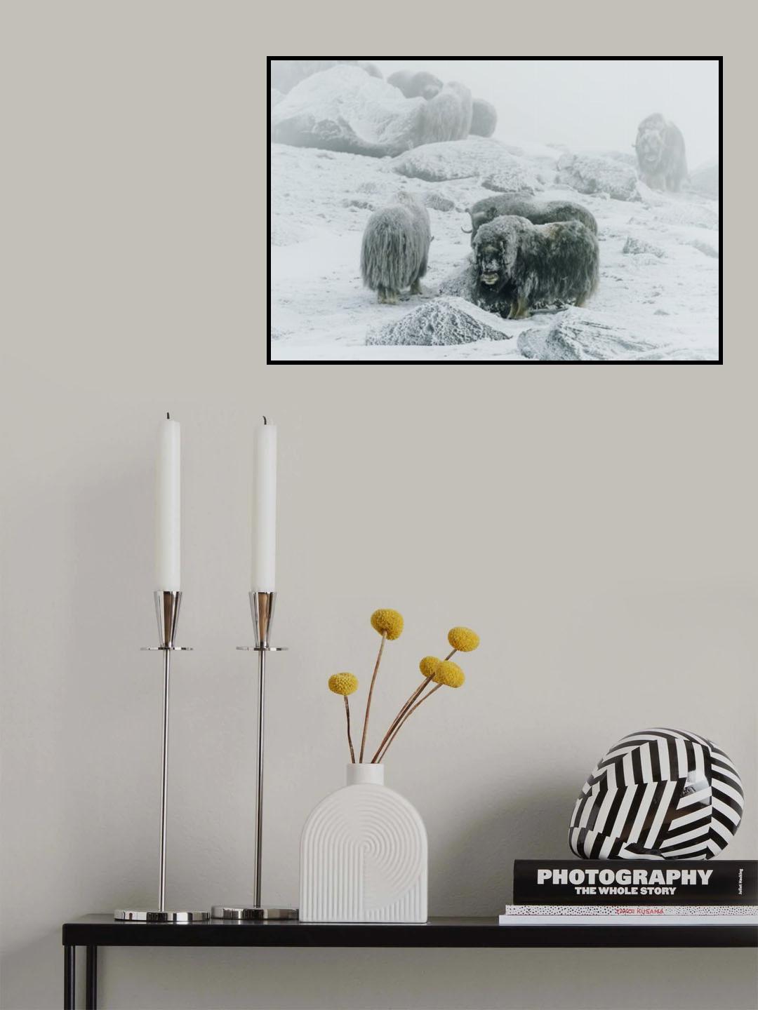 Musk ox, between the fog and frost Poster och Canvastavla