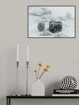 Musk ox, between the fog and frost Poster och Canvastavla