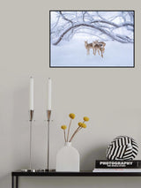 Deers' Walk in Snow Poster och Canvastavla