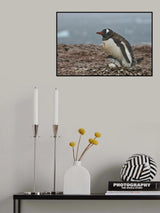 Evolution Poster och Canvastavla