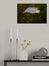 Return at Sunset Poster och Canvastavla