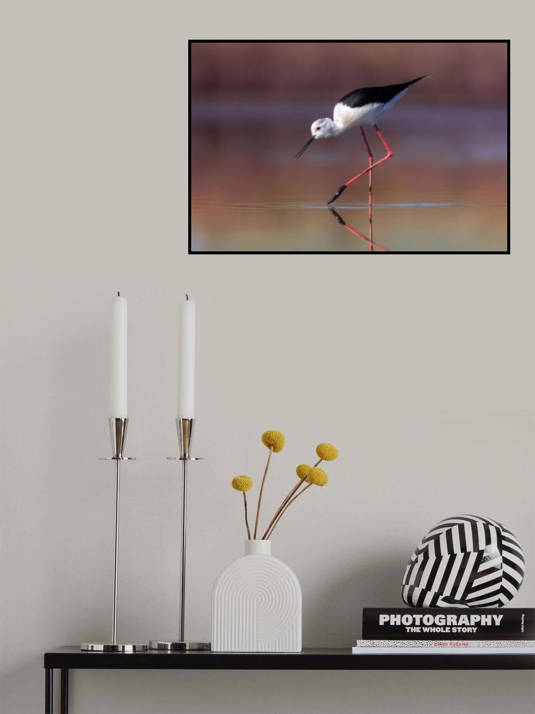 Himantopus himantopus Poster och Canvastavla