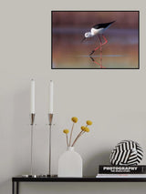 Himantopus himantopus Poster och Canvastavla