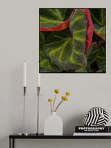 Red Edges Poster och Canvastavla