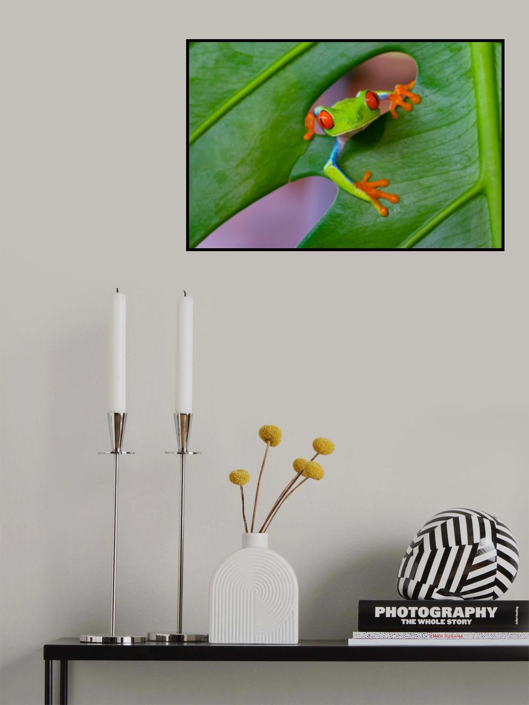 Red-eyed tree frog Poster och Canvastavla