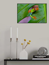 Red-eyed tree frog Poster och Canvastavla