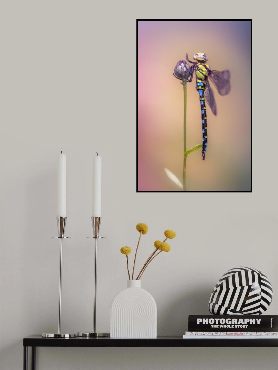 Aeshna cyanea Poster och Canvastavla