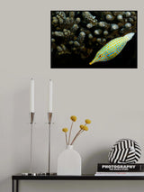 Lime fish Poster och Canvastavla