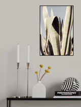 Agave_001 Poster och Canvastavla
