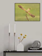 Falco Peregrinus Poster och Canvastavla