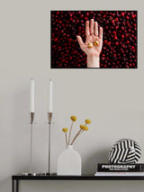 Cherry picking Poster och Canvastavla