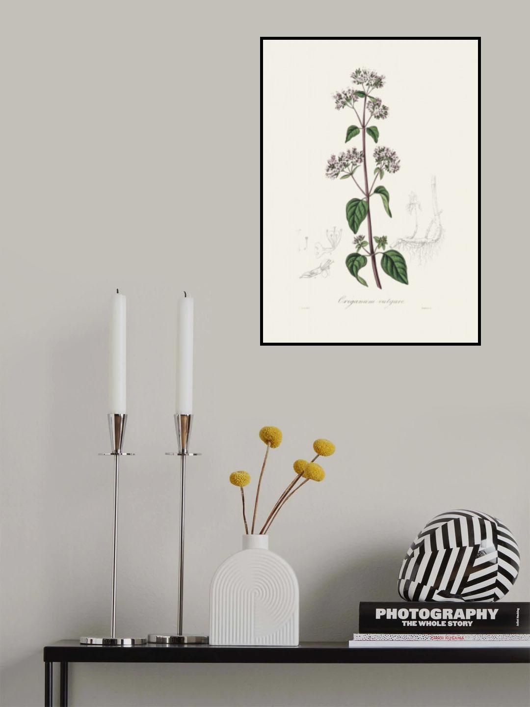 Oregano (origanum Vulgare) Medical Botany Poster och Canvastavla