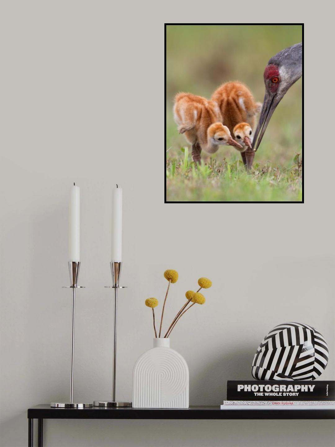 Sandhill Crane with Chicks Poster och Canvastavla