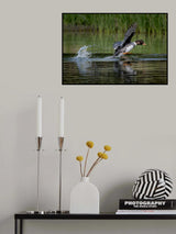 Barrow's Goldeneyes - 5/27/2023 Grand Teton Poster och Canvastavla