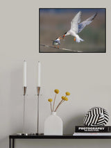 Feeding the chick Poster och Canvastavla