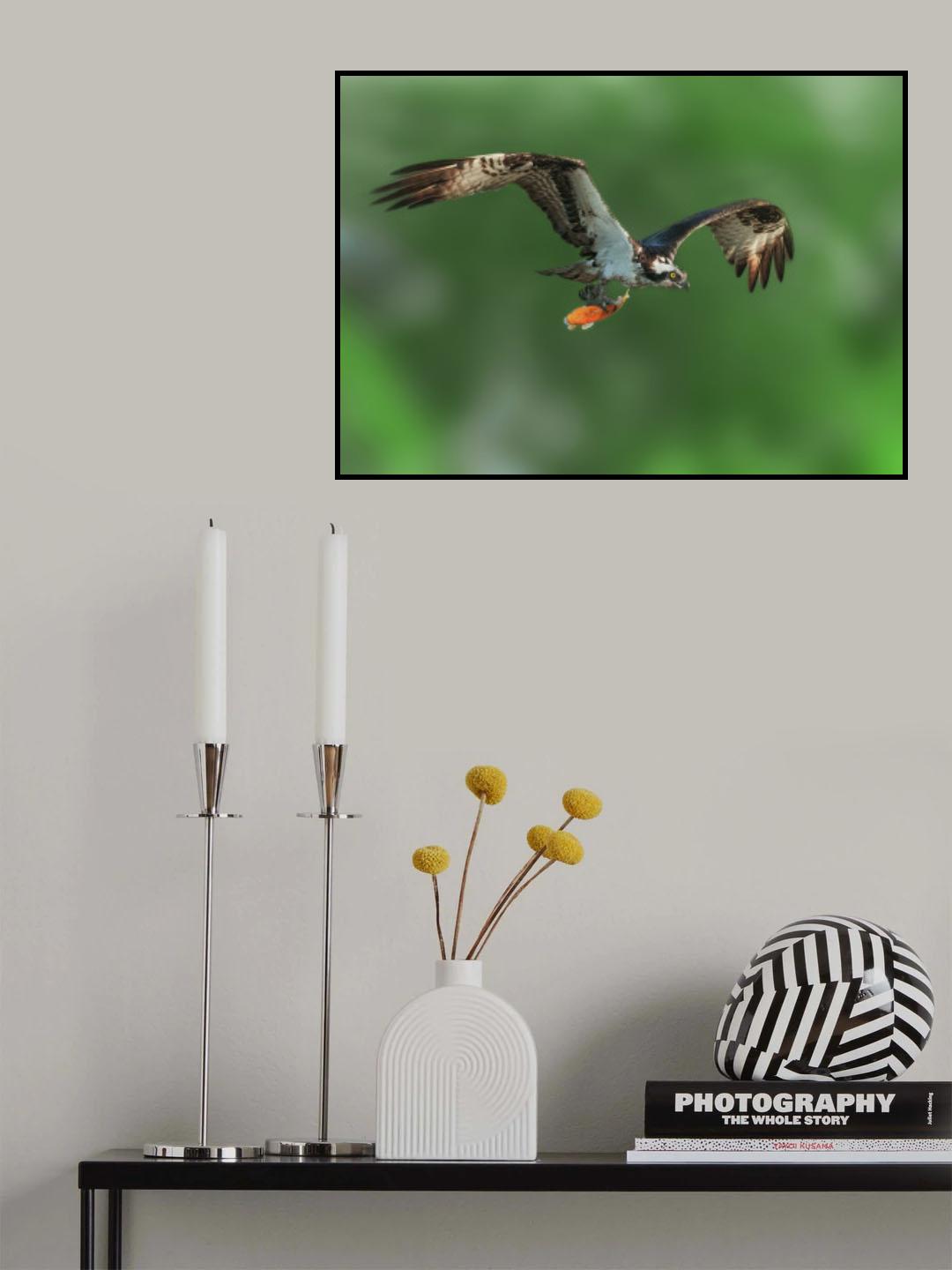Osprey in Prey Poster och Canvastavla
