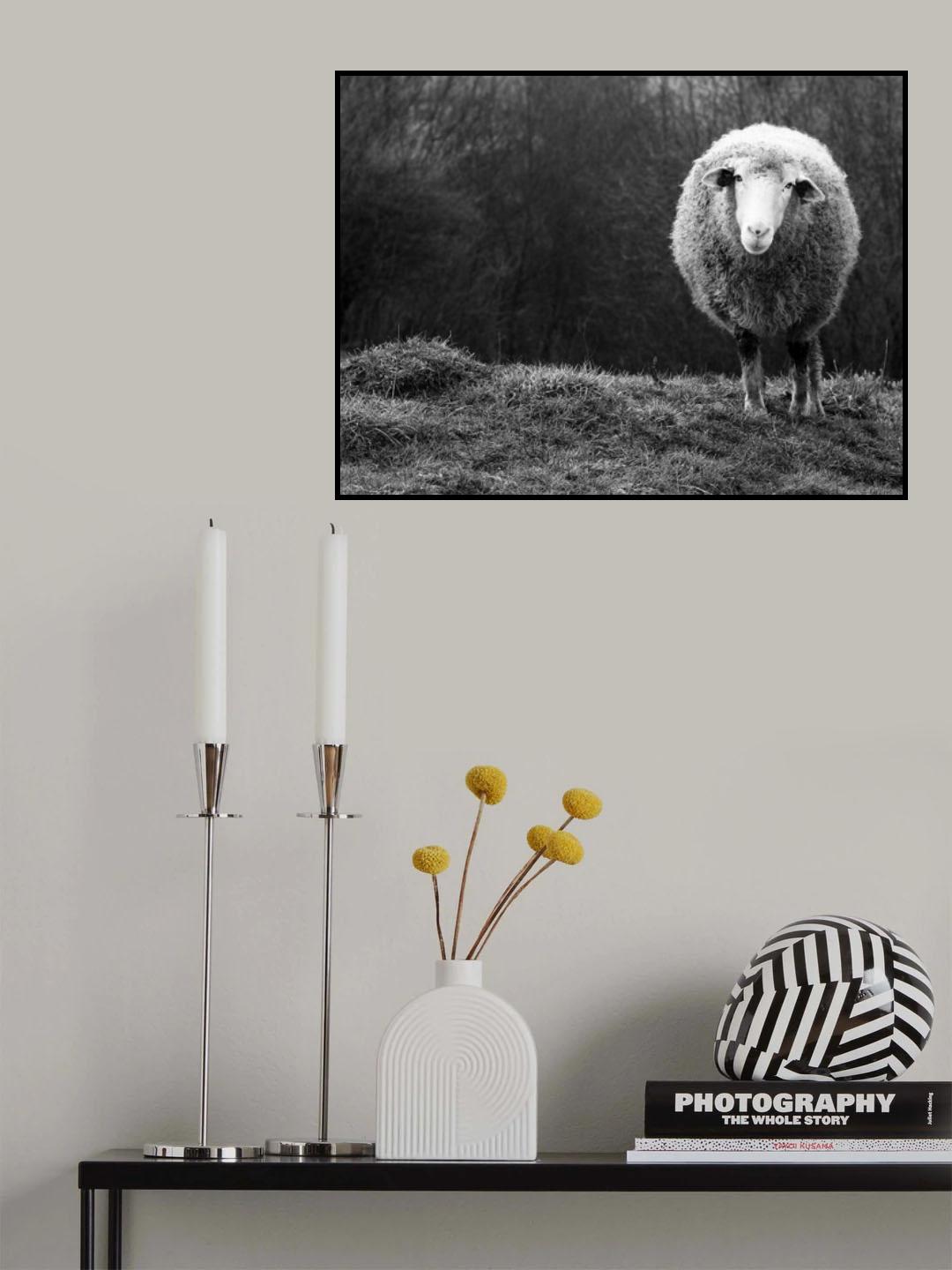 Wondering sheep Poster och Canvastavla