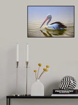 Dalmatian Pelican Poster och Canvastavla