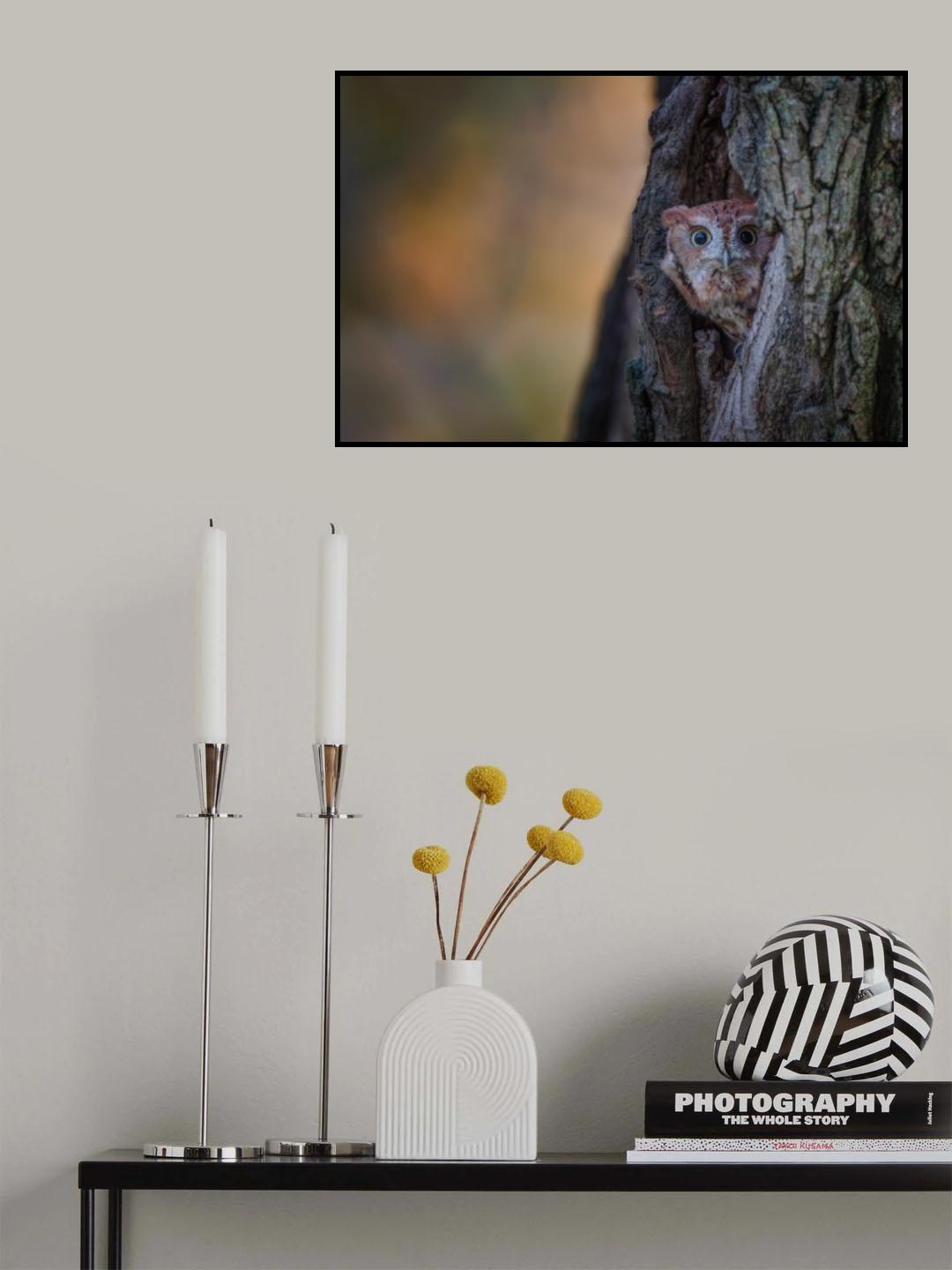 Eastern Screech Owl Poster och Canvastavla
