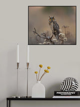 Long Eared Owl Poster och Canvastavla