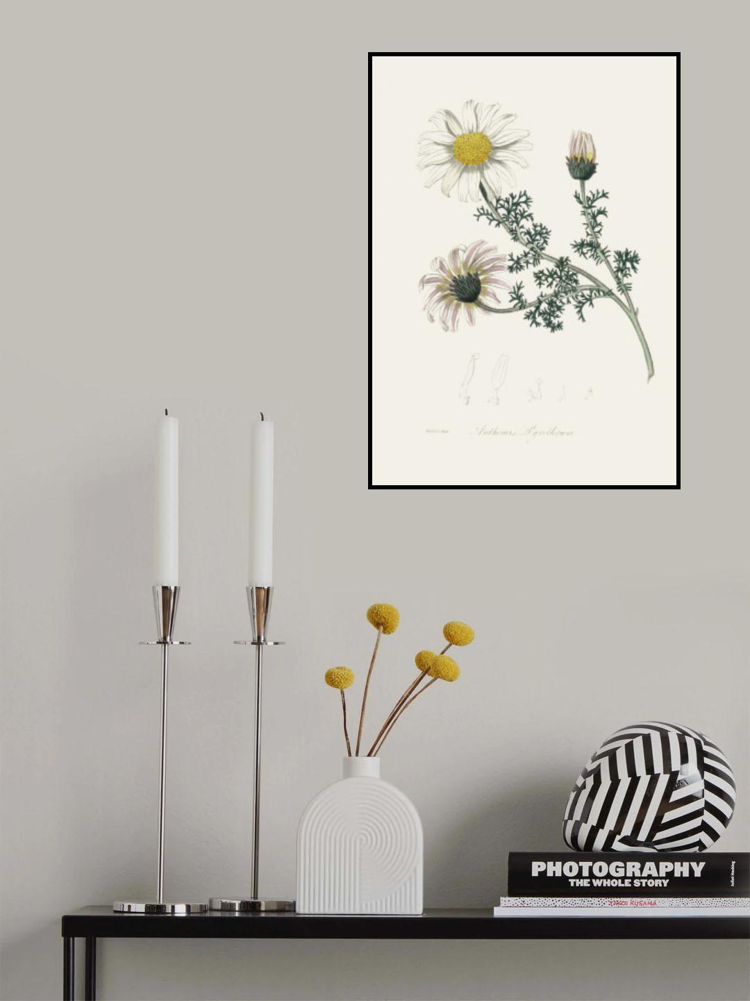Mount Atlas Daisy (anthemis Pyrethrum) Medical Botany Poster och Canvastavla