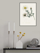 Mount Atlas Daisy (anthemis Pyrethrum) Medical Botany Poster och Canvastavla