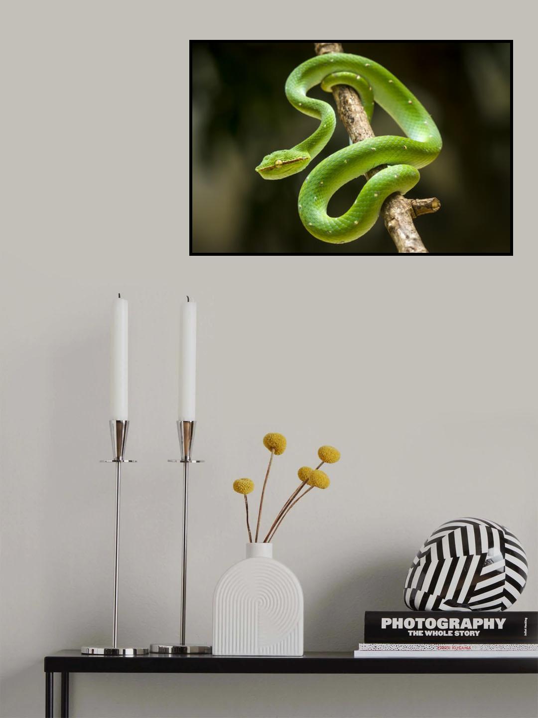 tropidolaemus subannulatus Poster och Canvastavla