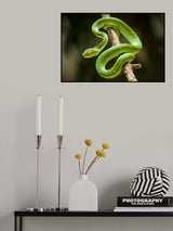 tropidolaemus subannulatus Poster och Canvastavla
