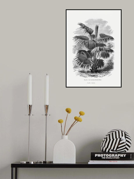 Vintage Palm Tree Drawing Xii Poster och Canvastavla