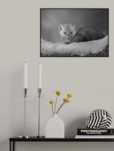 Cute Pine Marten Poster och Canvastavla