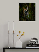 Curious Jackal Poster och Canvastavla