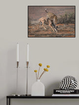 LeopardHunting Poster och Canvastavla