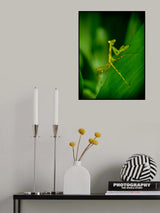 glower Poster och Canvastavla